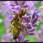 Spider grabs bee