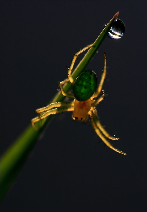 spider green