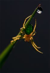 spider green