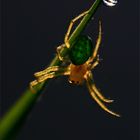 spider green