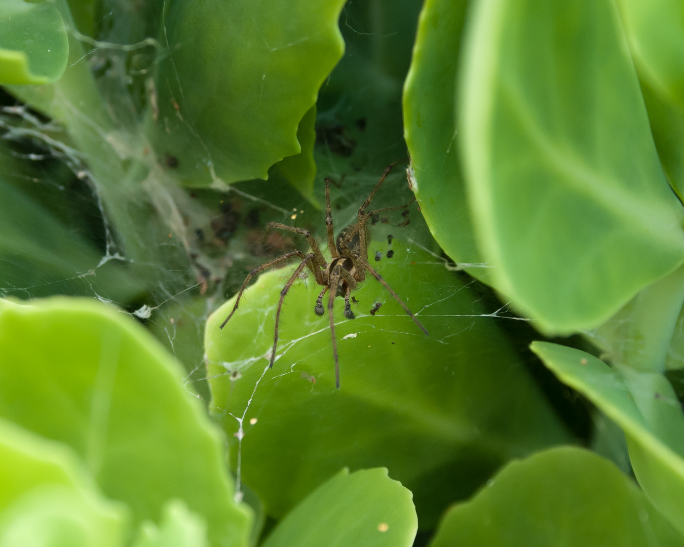 Spider I [Agelenidae (Trichternetzspinne)]