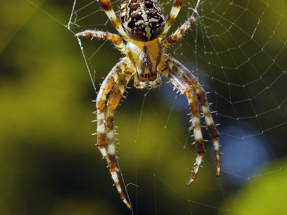 Spider I