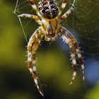 Spider I