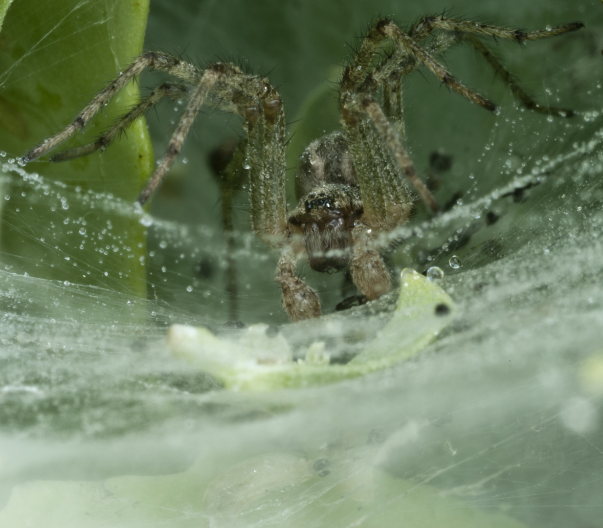 Spider III [Agelenidae (Trichternetzspinne)]