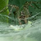 Spider III [Agelenidae (Trichternetzspinne)]