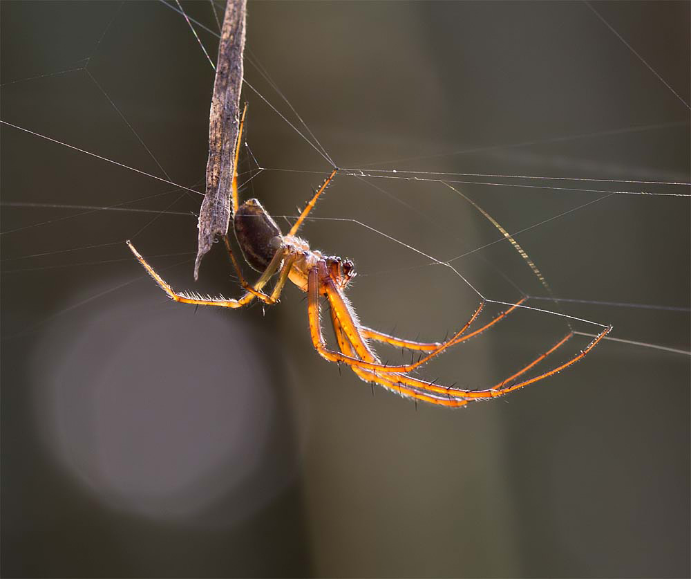 Spider im Gegenlicht