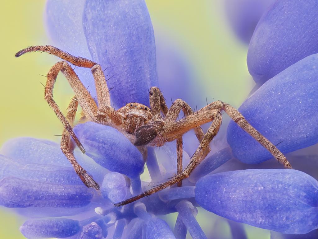 Spider in Blue