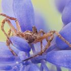 Spider in Blue