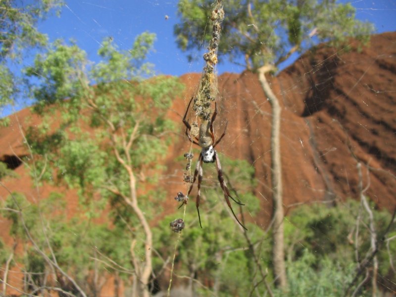 Spider in front of Uluru