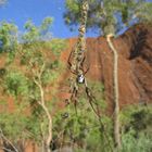 Spider in front of Uluru