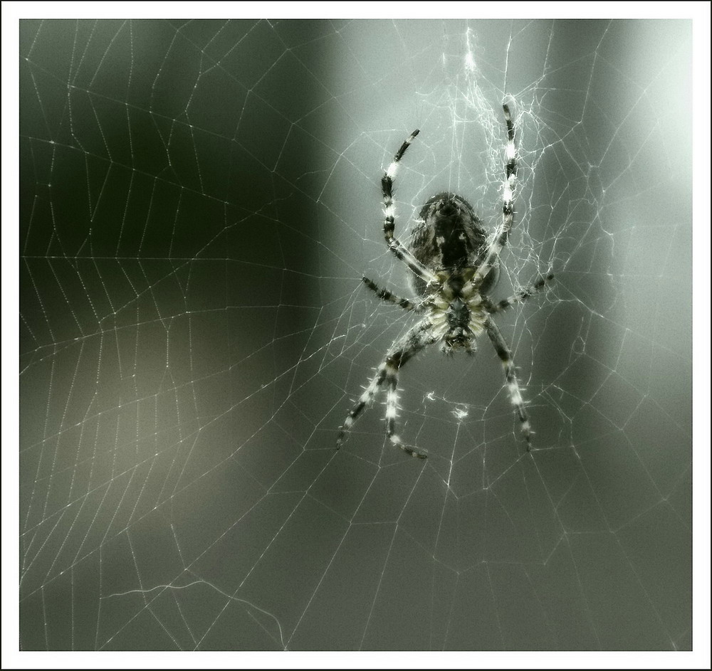 Spider in Garden ... Autumn coming...