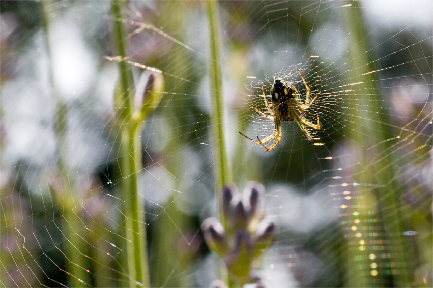 Spider in it's web