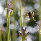 Spider in it's web