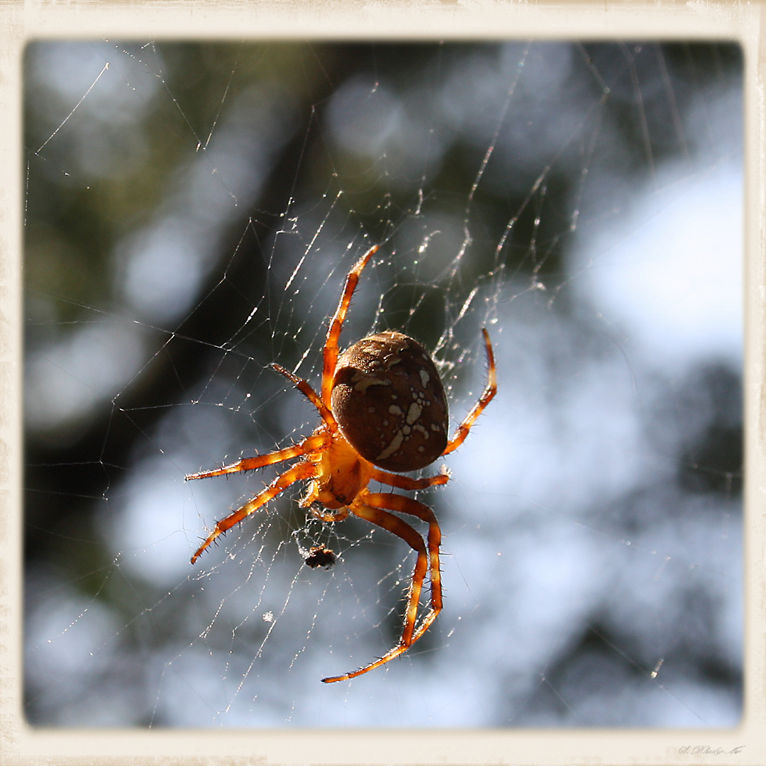 Spider in it's web