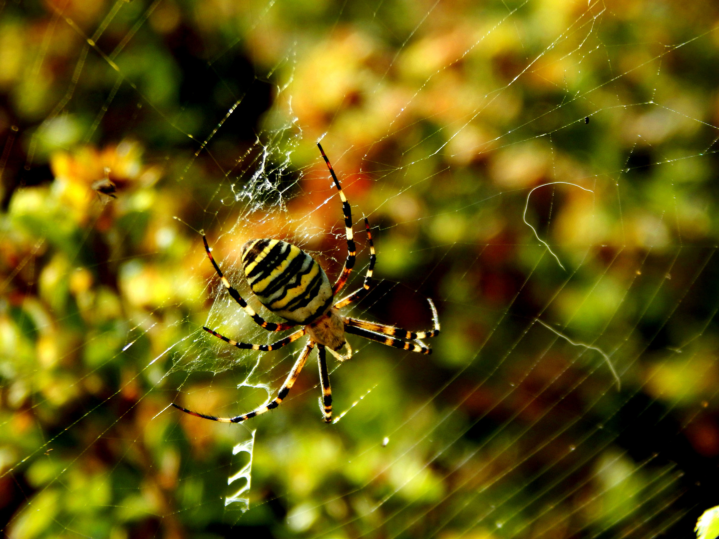 Spider in its web