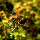 Spider in its web