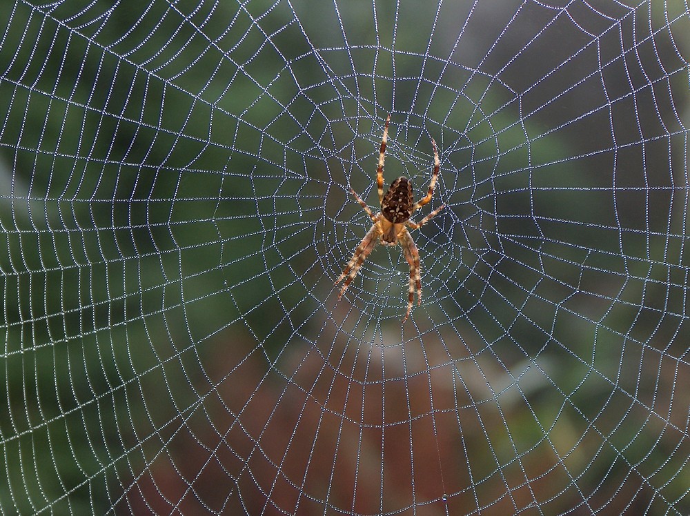 spider in my garden