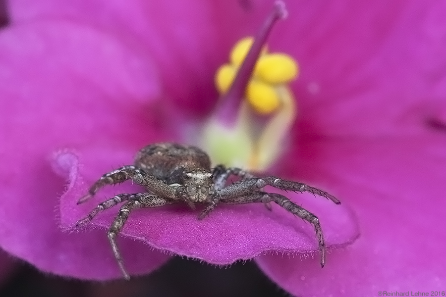 Spider in my web....