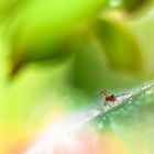 Spider in Paradise Drops Flowers by Mario Jr Nicorelli macro fotografia macrophotography