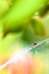 Spider in Paradise Drops Flowers by Mario Jr Nicorelli macro fotografia macrophotography
