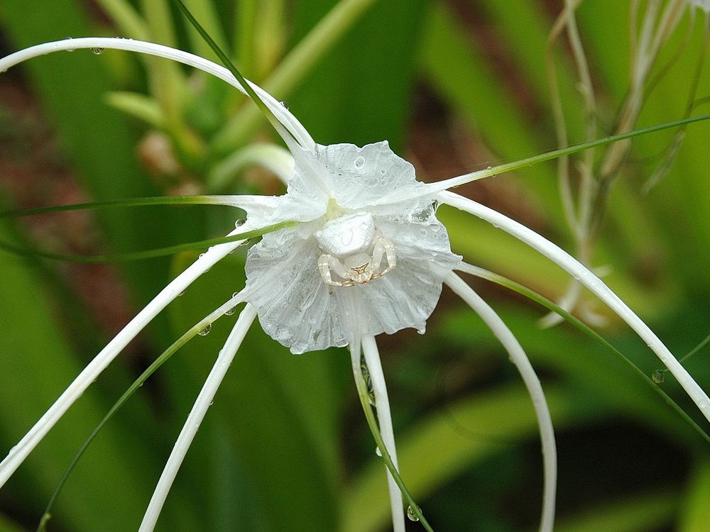 Spider in Spider Lily