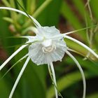 Spider in Spider Lily
