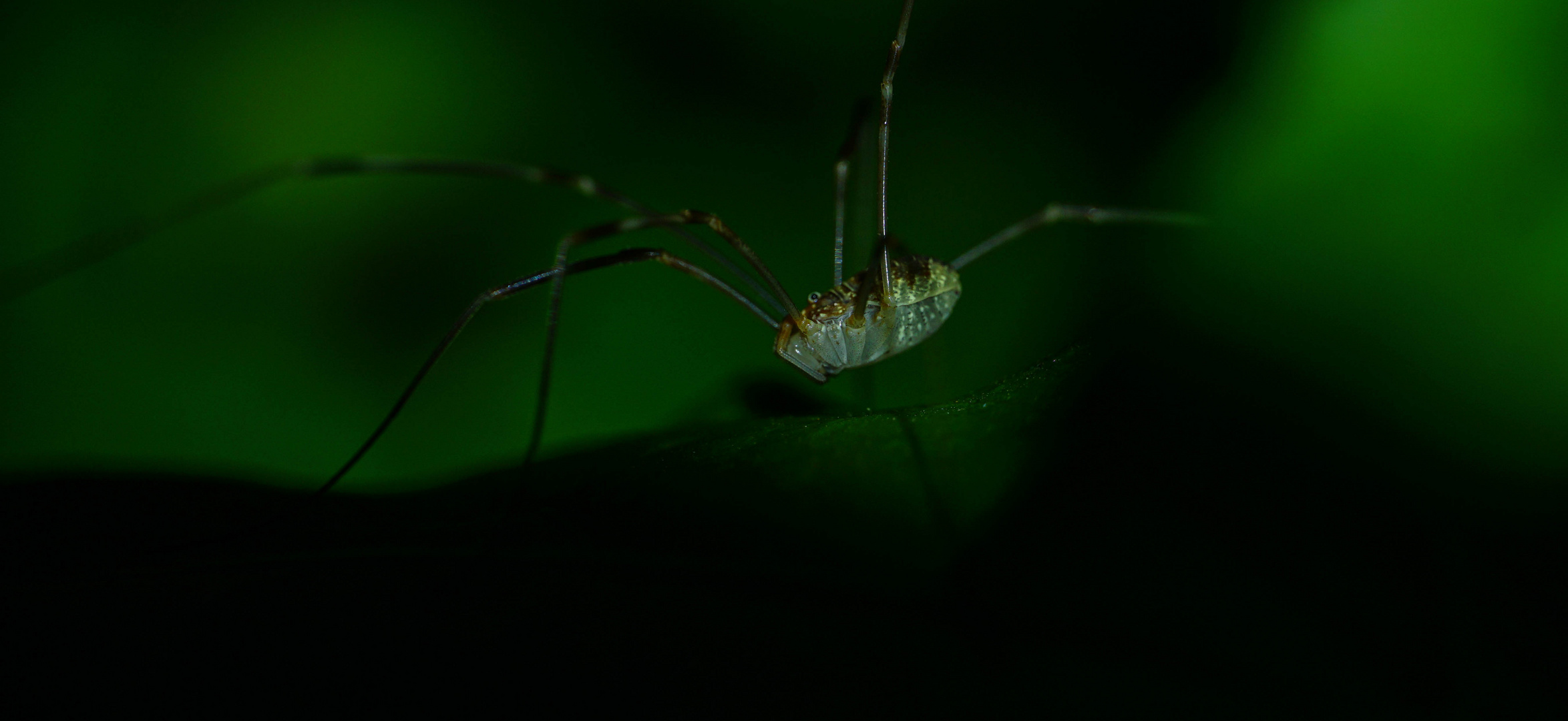 Spider in the dark