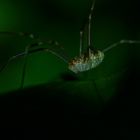 Spider in the dark