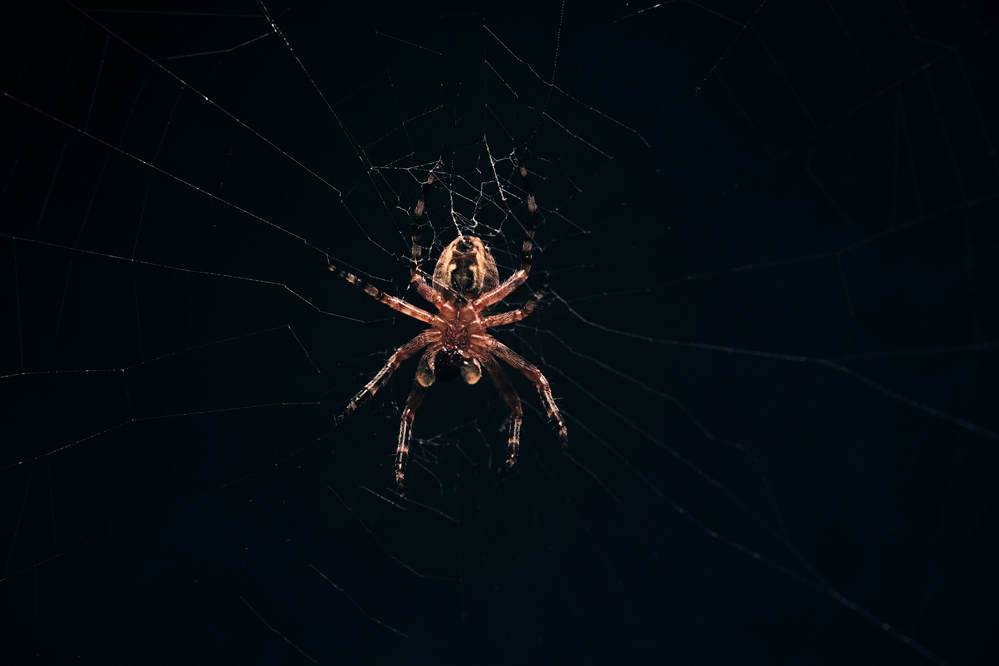 Spider in the Dark