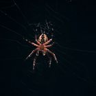 Spider in the Dark