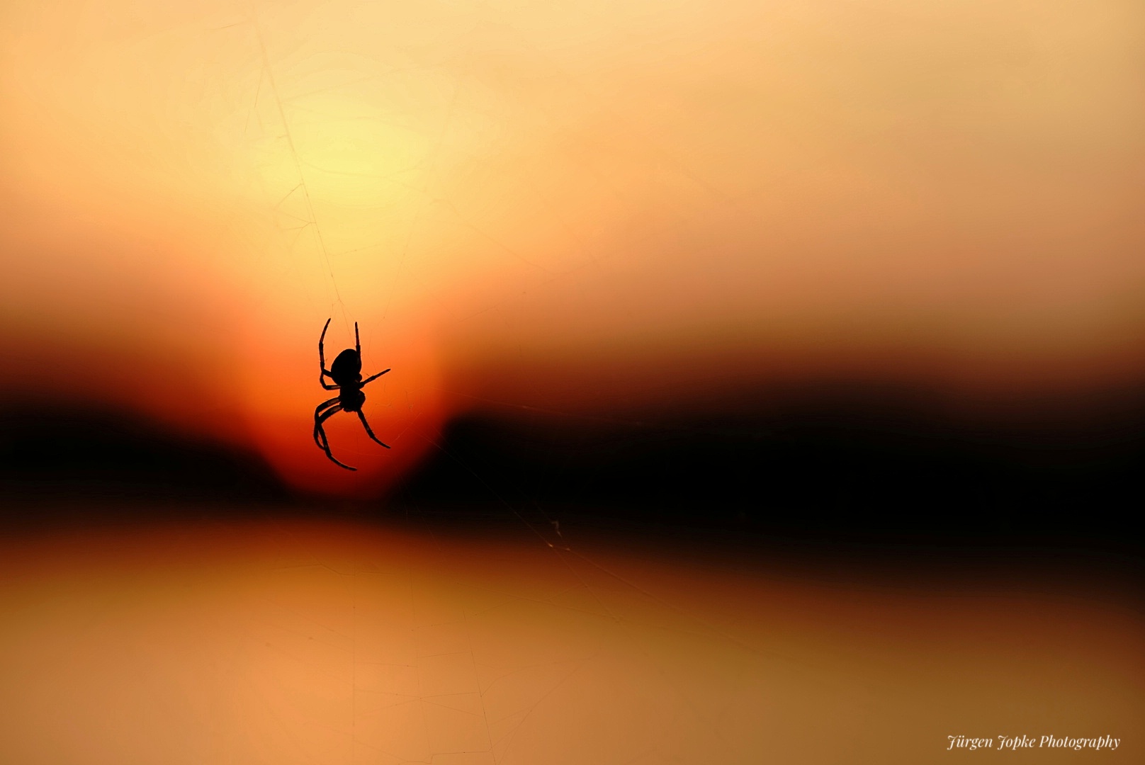 "Spider in the evening"