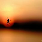 "Spider in the evening"