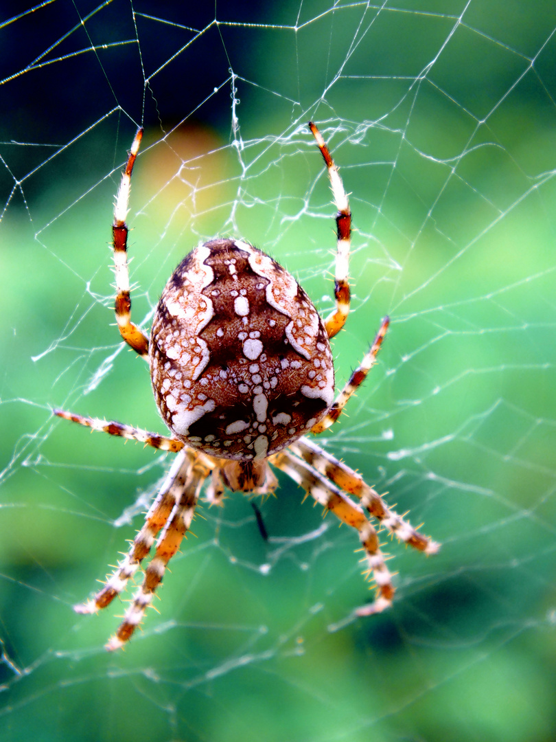 Spider in the green