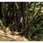 Spider in the Jungle