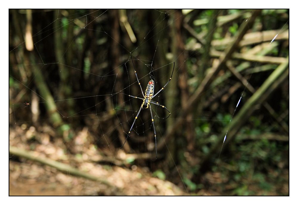 Spider in the Jungle