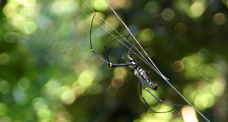 [spider in the morning]