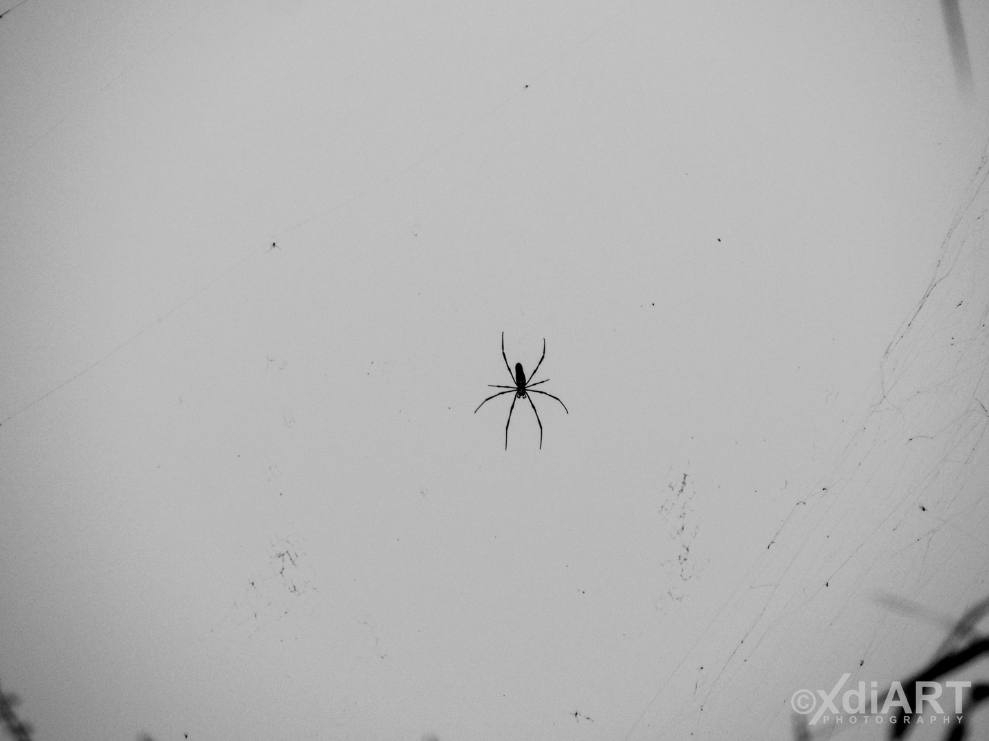 Spider in the sky