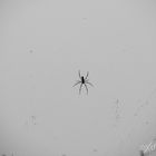 Spider in the sky