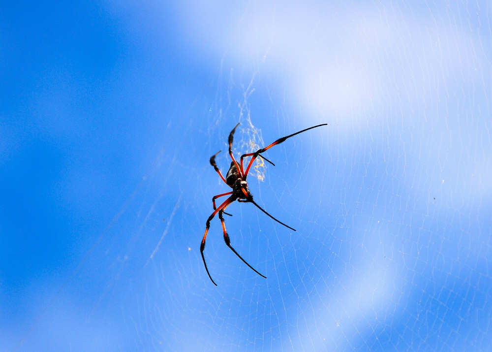 Spider in the Sky