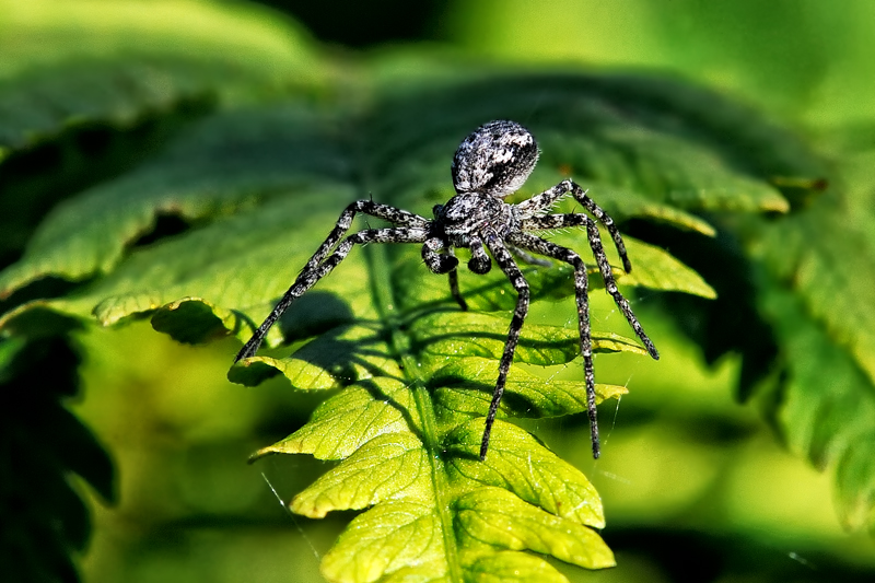 Spider in the sun