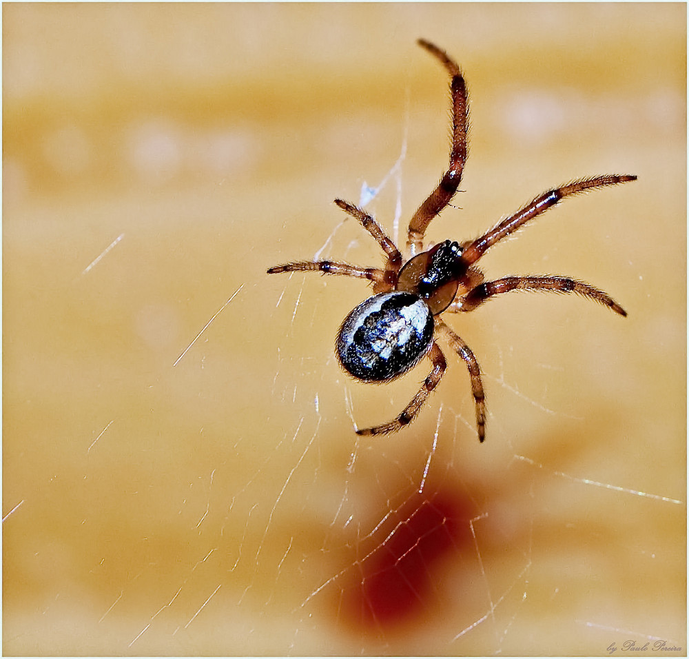 spider in the sun