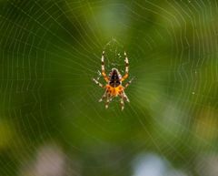 spider in the web