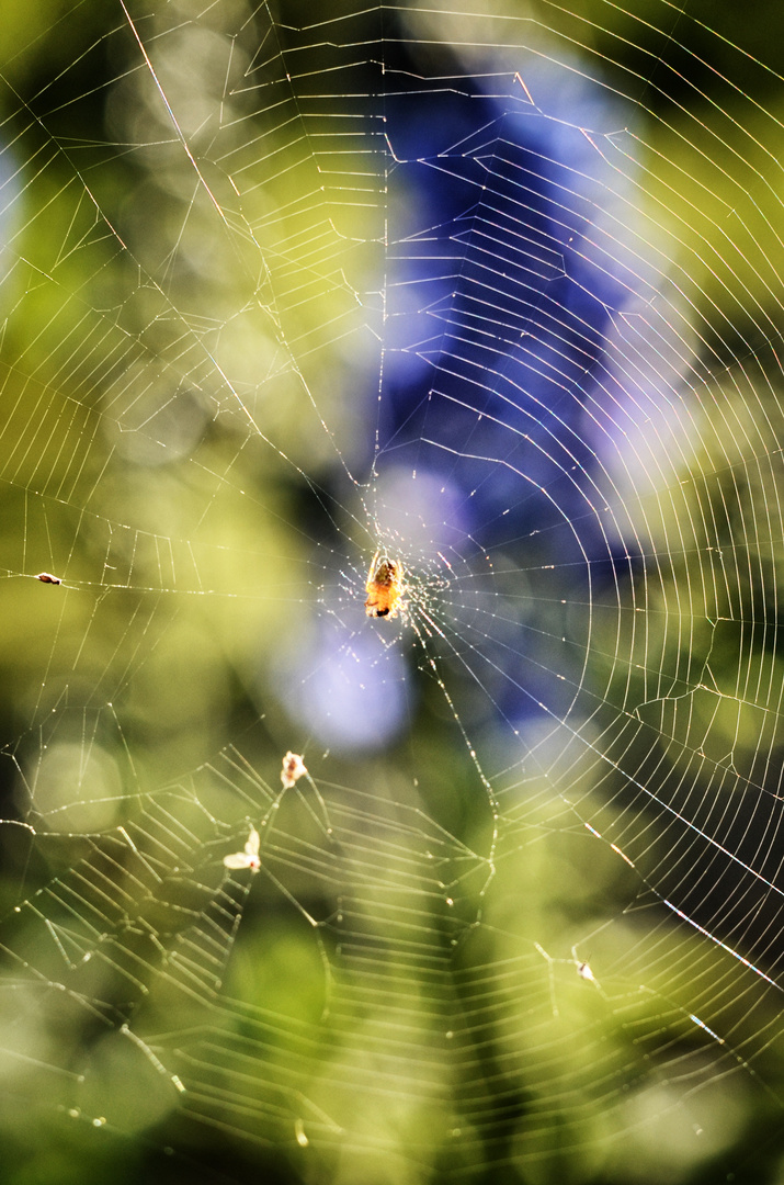 Spider in trees