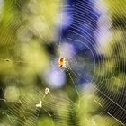 Spider in trees