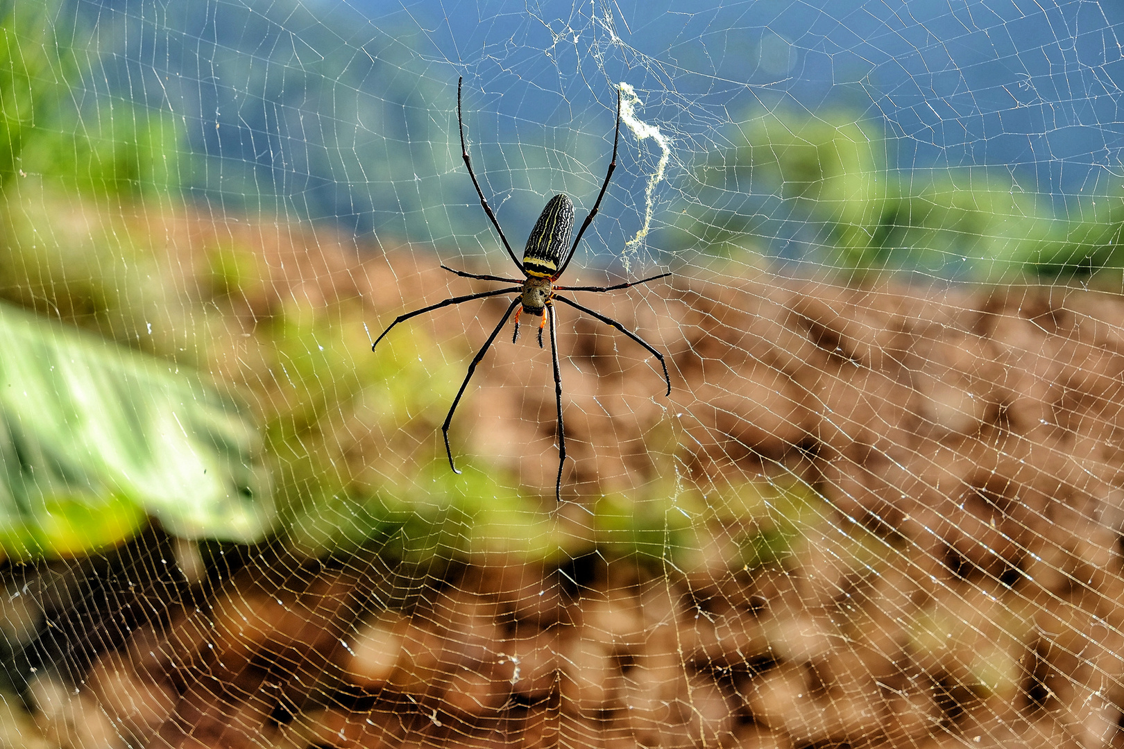 Spider in Vang Vieng, Laos