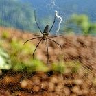 Spider in Vang Vieng, Laos