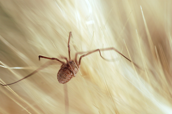 Spider in Wheat