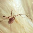 Spider in Wheat