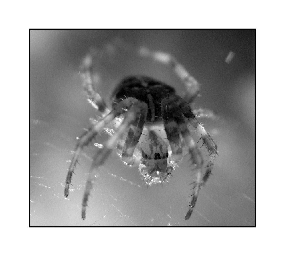 spider ir close up