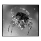 spider ir close up